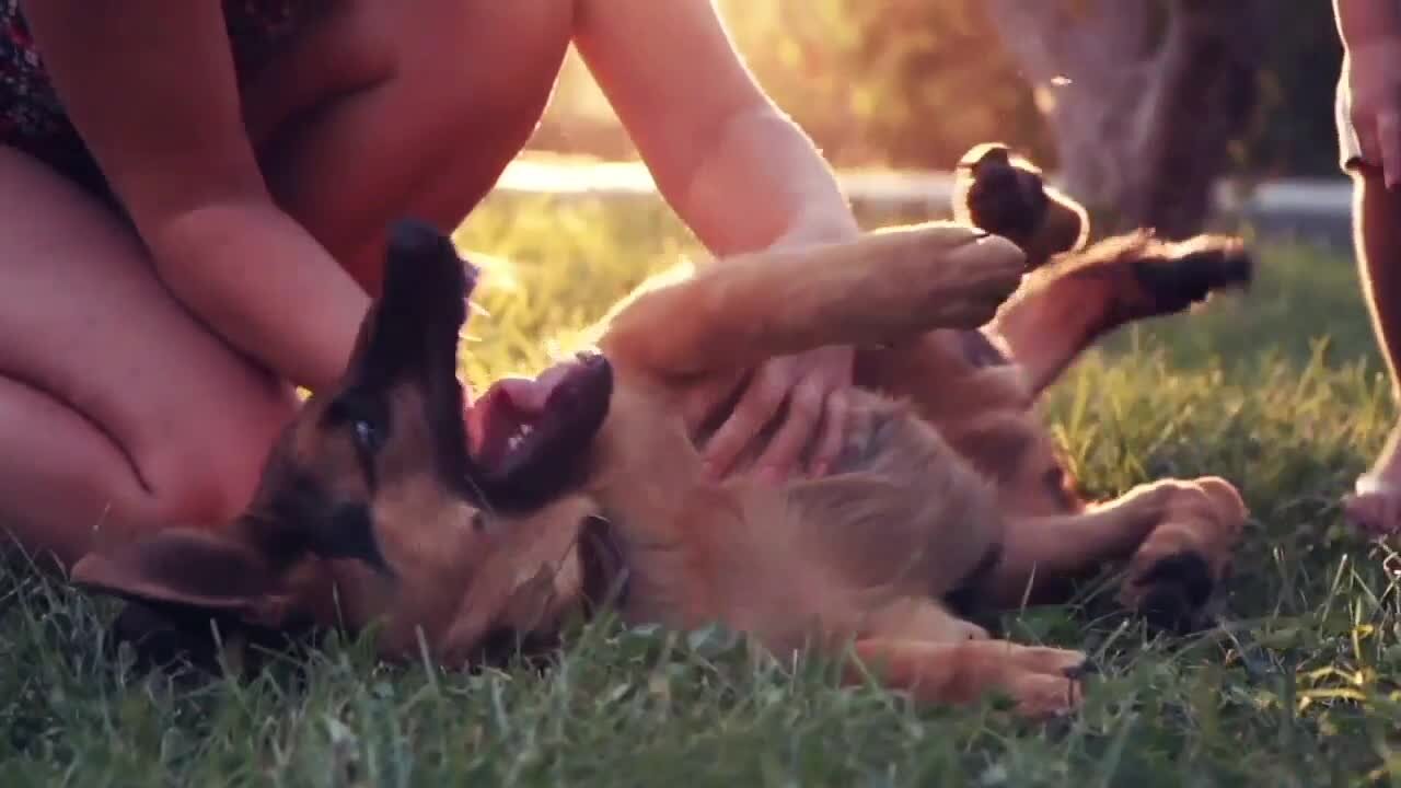 Survey suggests 39% of unmarried women would spend Valentine's Day with their dog