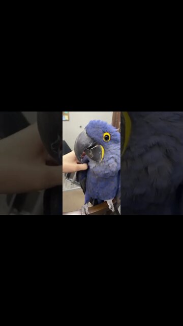 1Min Animal World #dogs #cats #pet