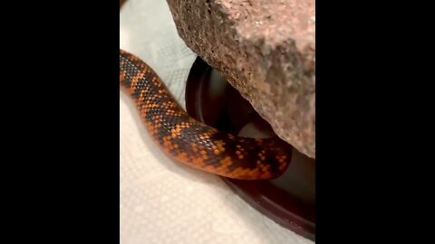 Descover earth | Found in southern and eastern Australia, tiger snakes #shorts(1)
