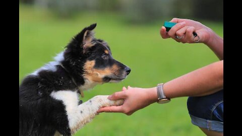 Guard Dog Training! Step by step.