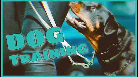 Bulletproof Dog Training Introduction