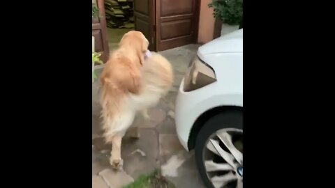Good Boy Helping To Carry The Shopping Bags Inside