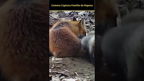 Camera Captura Misteriosa Familia de Raposa #shorts