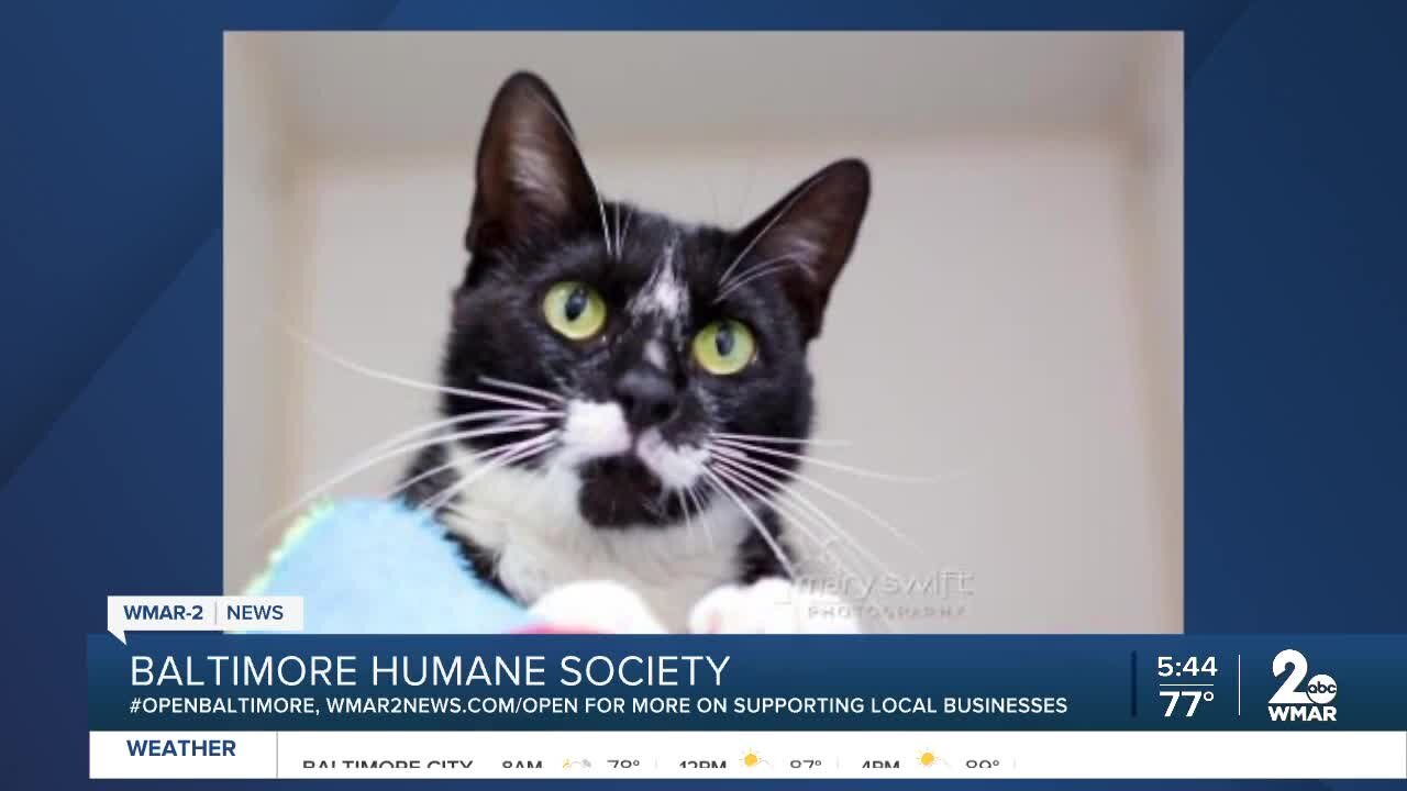 Cher the cat is up for adoption at the Baltimore Humane Society