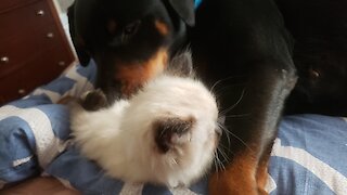 Rottweiler and tofu