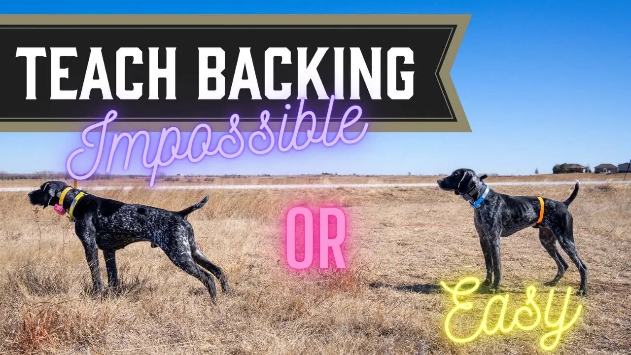 Teach Your Pointing Dog To Back - Gun Dog Training