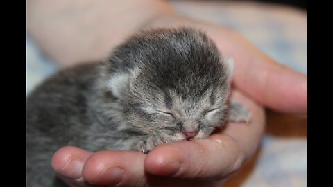Cute kitten just wants a cuddle to sleep😍😍