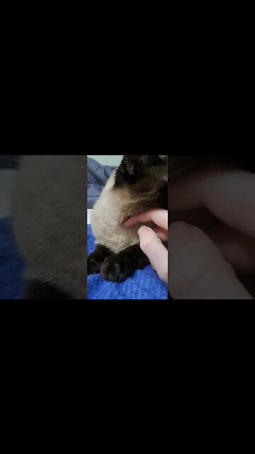 fur baby girl 2 #viral #cat #babykitty