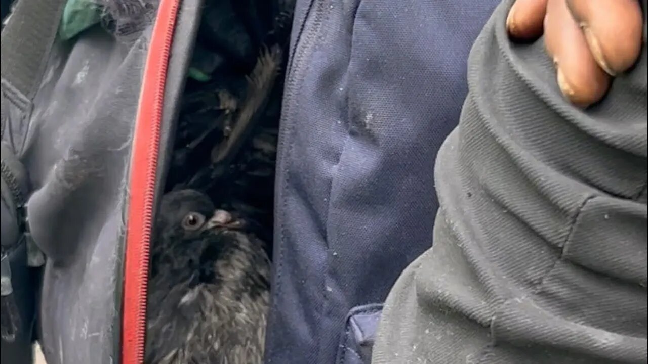 The Bird Man part 1#blackyoutube #makegoviral #nature#short