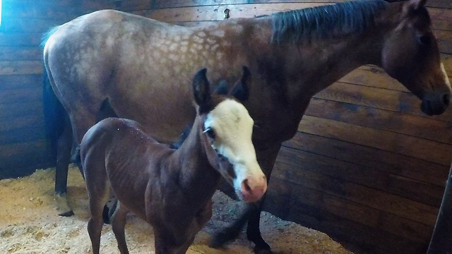 Adorable Newborn Foal Nurses From Its Mother