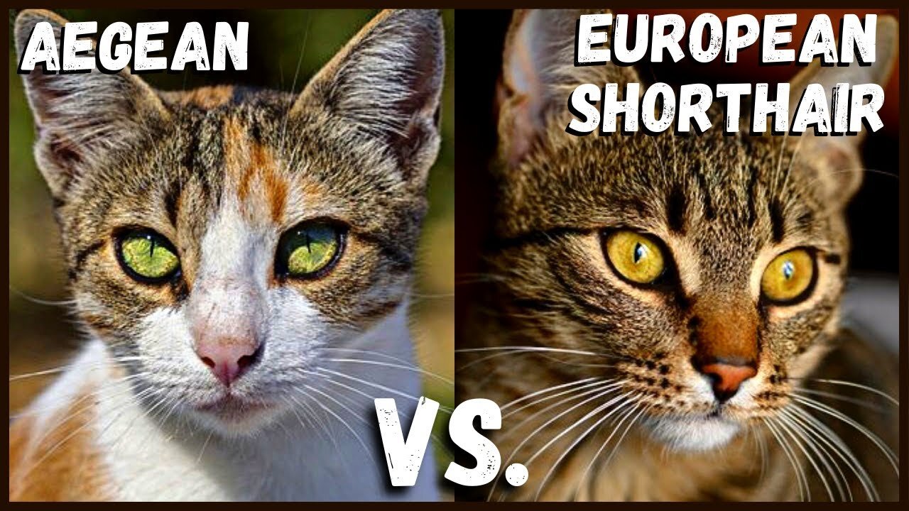 Aegean Cat VS. European Shorthair Cat