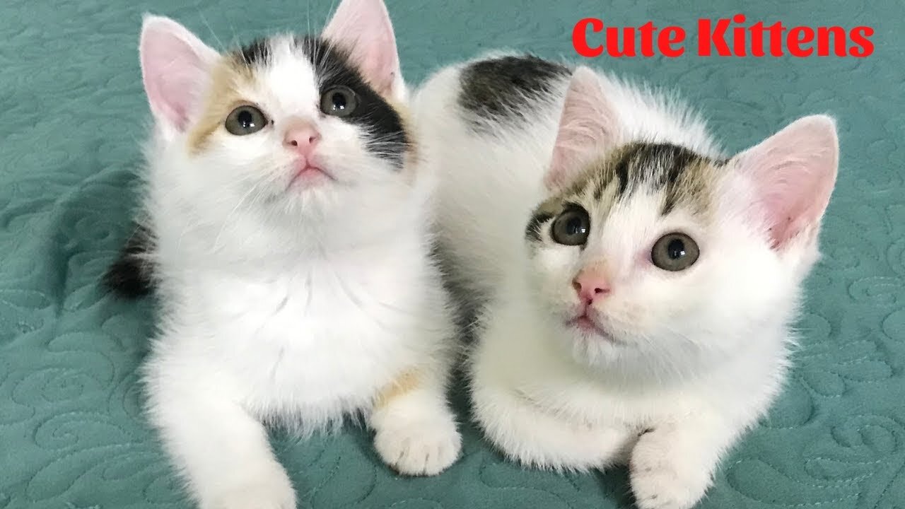 Cute Kitten Kitten and Cat Video