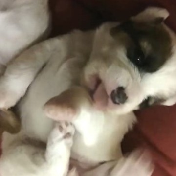 Do you like Jackrussell ? I am bored