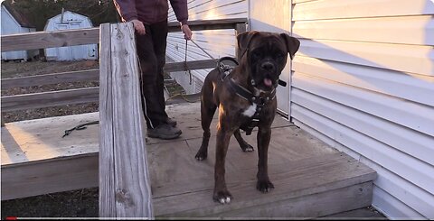 Boxer Dog, Schutzhund, IGP, IPO, Working Boxer: Charlie von Bachbett 8 Months Old