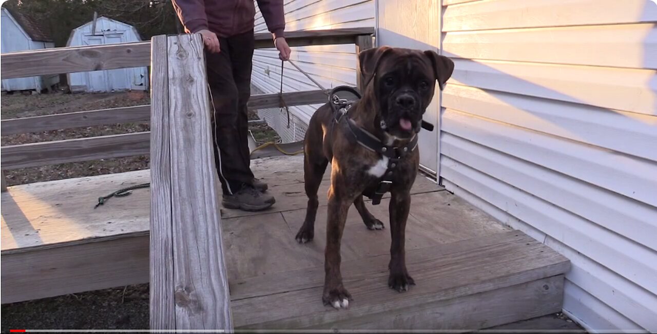 Boxer Dog, Schutzhund, IGP, IPO, Working Boxer: Charlie von Bachbett 8 Months Old