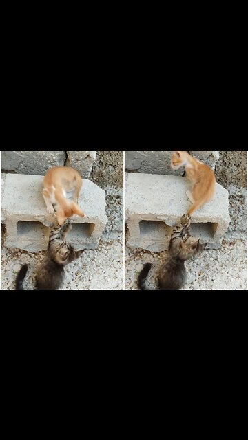 Two cat play hide & Seek with enjoy