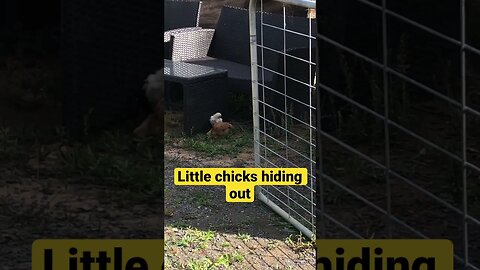 Little chicks hiding while free ranging with mother Hen