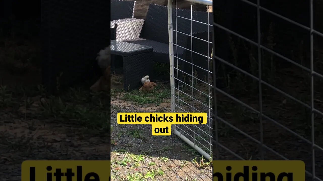 Little chicks hiding while free ranging with mother Hen