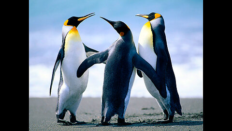 wild life