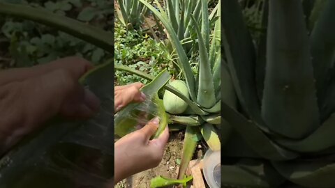 Aloe vera plant