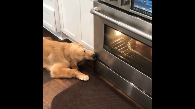 Hungry Puppy Watches Delicious Turkey Roast In The Oven