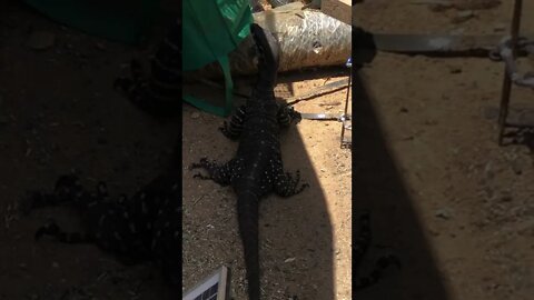 Owner confronts Goanna trying to get into the chicken pens "Don't Bring Back Your Big Friends!" 🤣