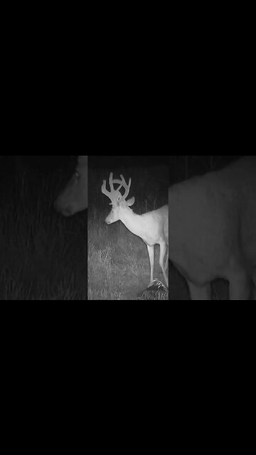 Buck Snort Wheeze! (Sound Up)