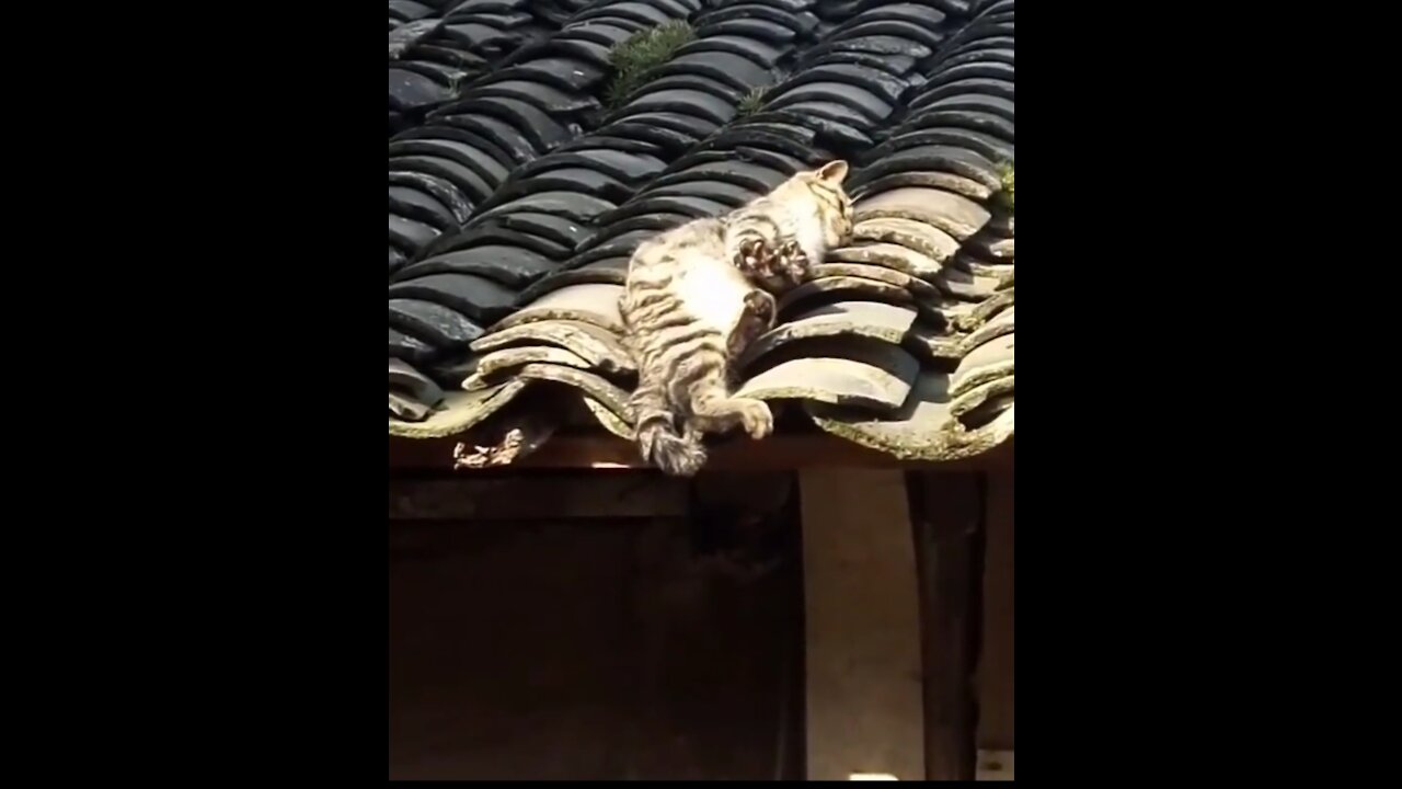 The cat is sleeping on the roof