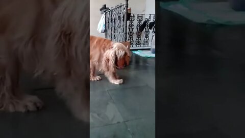 dogshow golden, shorts