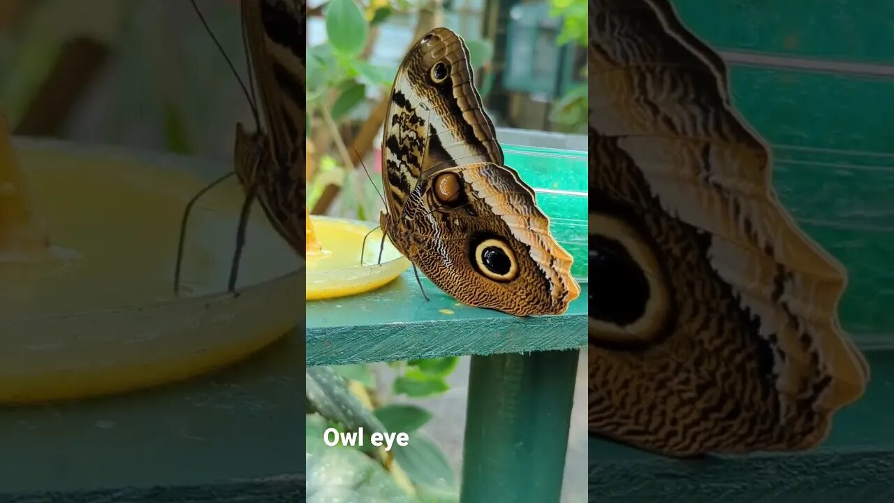 Owl eye butterfly