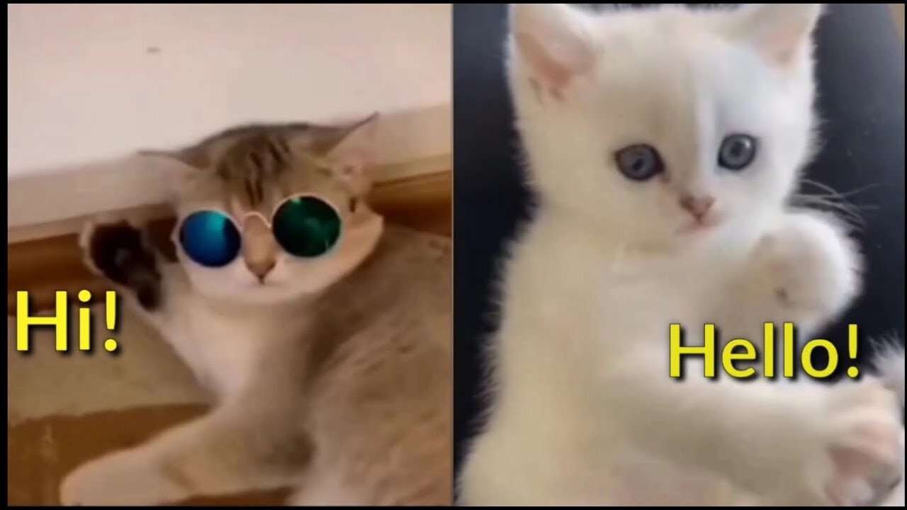 💞 funny animals compilation try not to laugh #4