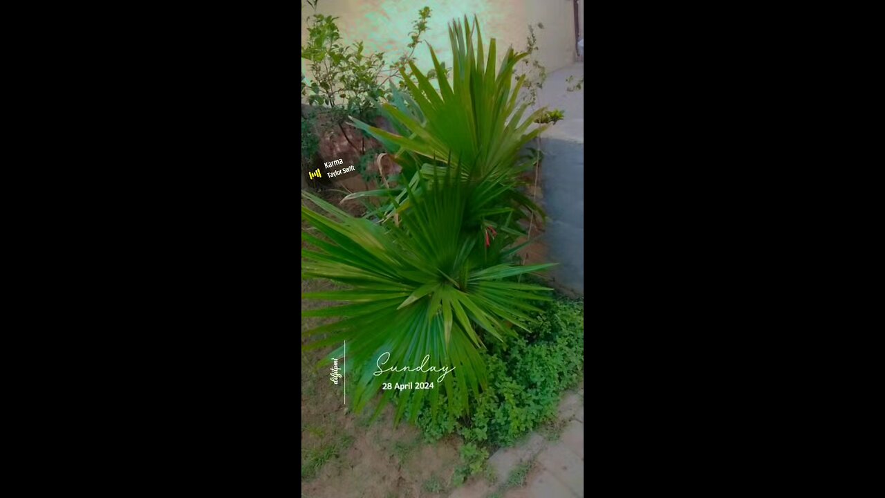 My Garden