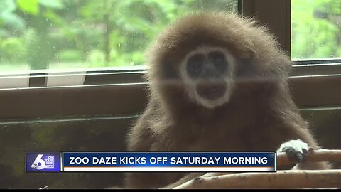 New plaza and gibbon exhibit opens for Zoo Boise's Zoo Daze event