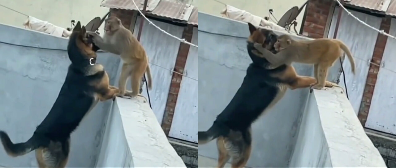 Dog and monkey playing amazing video