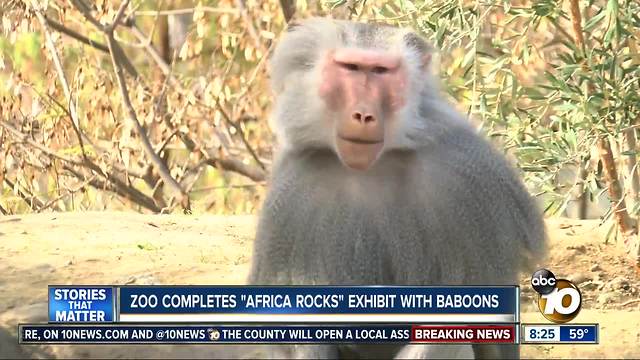 San Diego Zoo completes Africa Rocks baboon exhibit