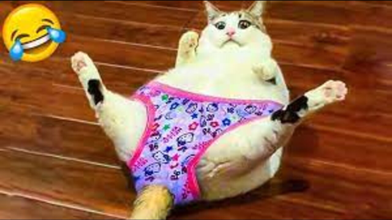 When animals are funnier than the comedians
