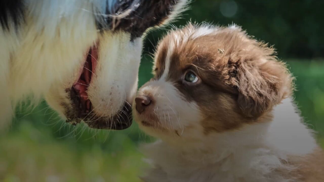 The most beautiful dogs on the planet