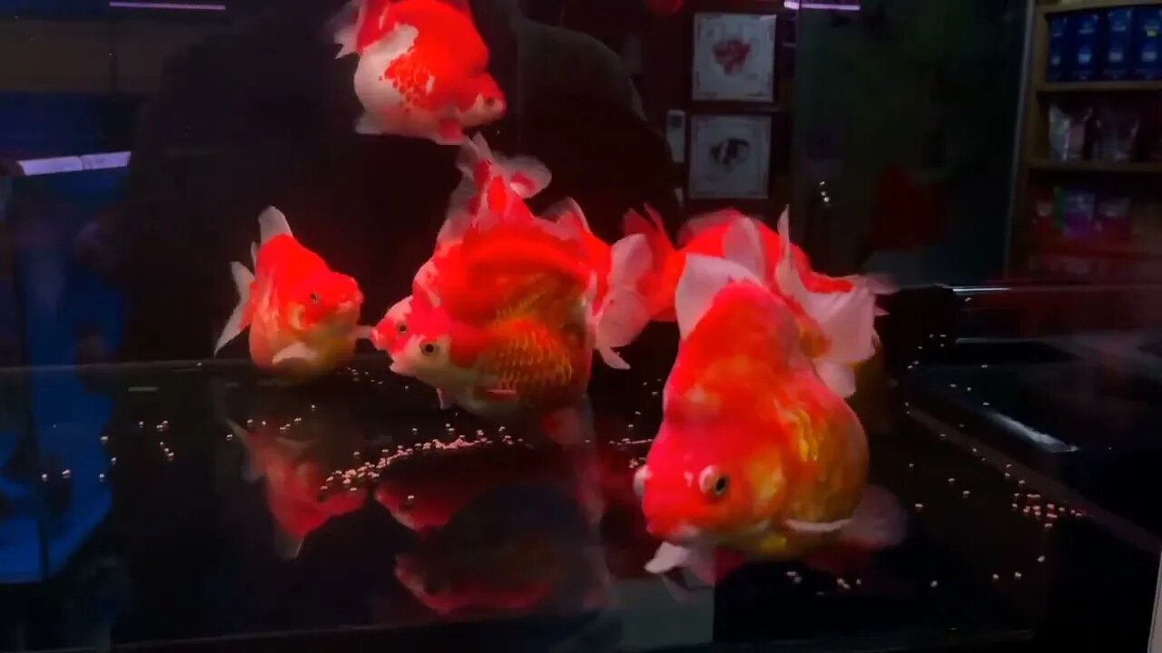 Wow super beautiful goldfish in tank-5