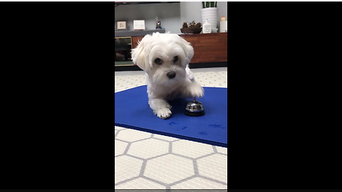 Smart puppy learns to ring bell for treats