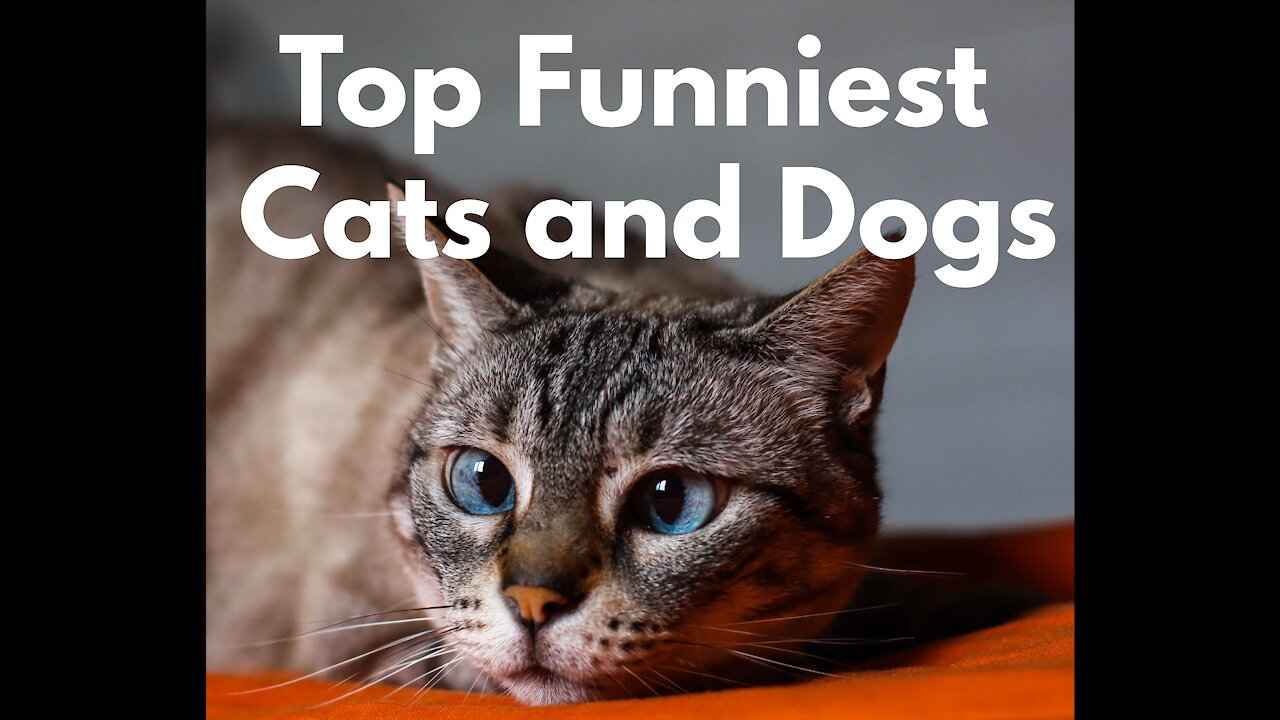 Funny pets #shorts