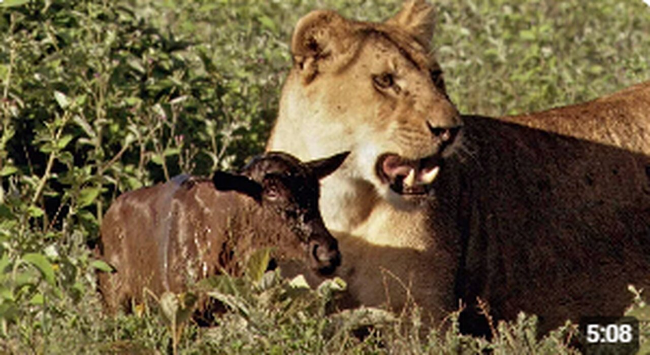 "Fierce Battle: Lions Target Newborn Calf in a Fight for Survival"