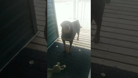 Rottweiler Peek A Boo 💖💛 #rottweiler #shorts