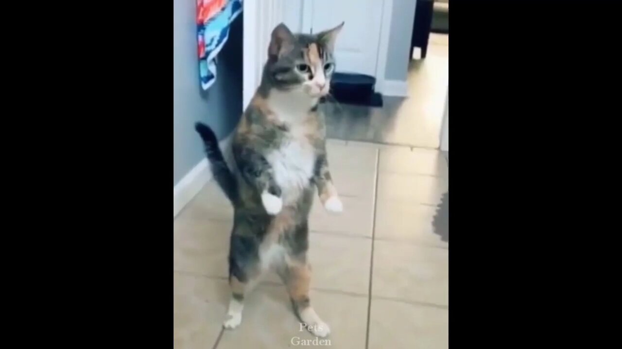 Cute Pets And Funny Animals Compilation #08