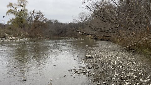 Stopped by to check on the Canada Geese