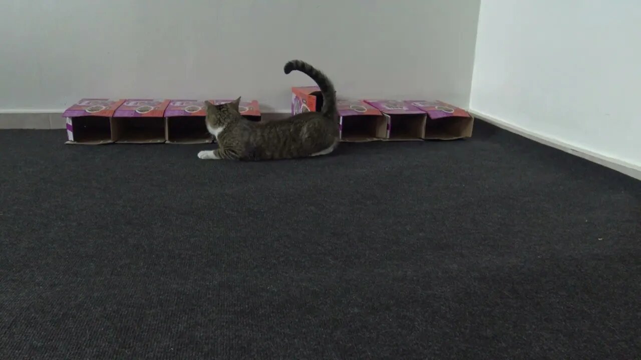 Cute Cat Plays with His Toy Mice and Balls