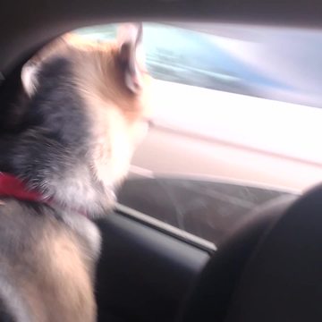Funny Dog Tries To Bite Cars Passing By