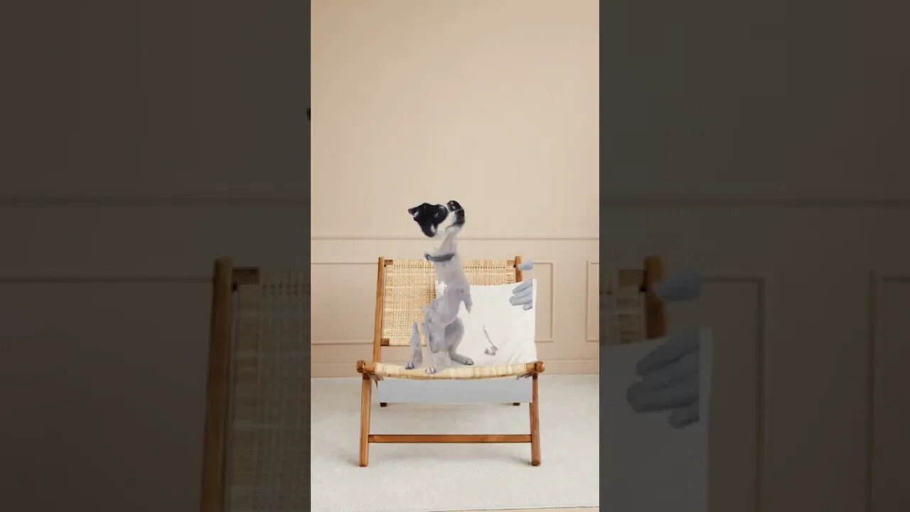 Cute and Funny Dog Compilation @GKM Creation #shorts