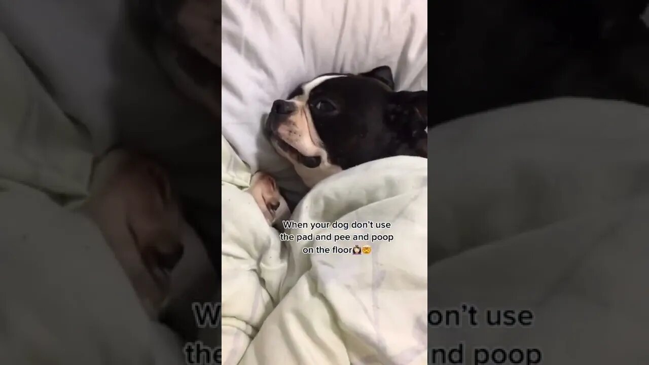 Boston Terrier PEES WHERE HE WANTS...