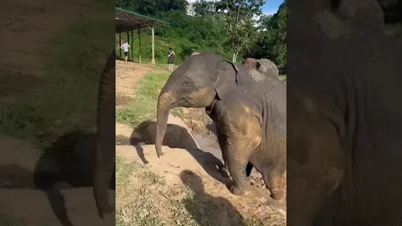 #elephants #