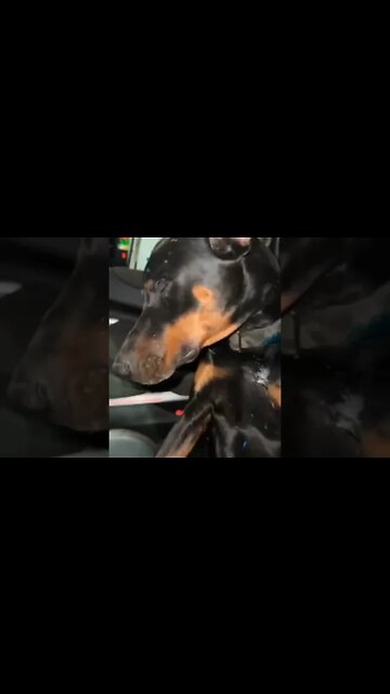 🐶🥤💦🥹🐶🥤💦